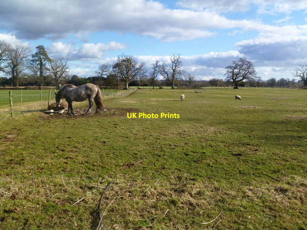 Photo 6"x4" Turmer, grazing land Lower Turmer c2012