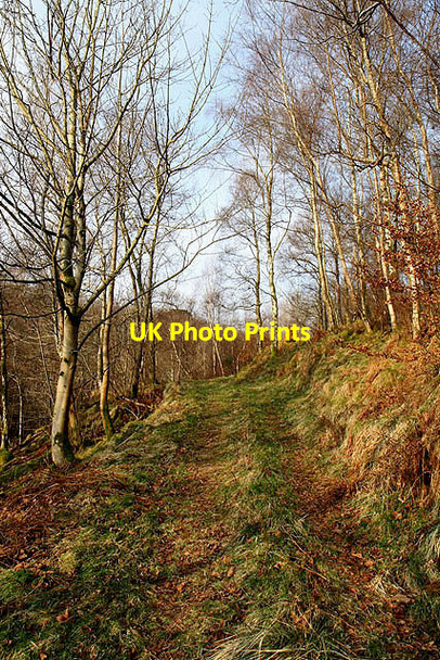 Photo 6"x4" A track on Thirlestane Hill Ettrick c2012