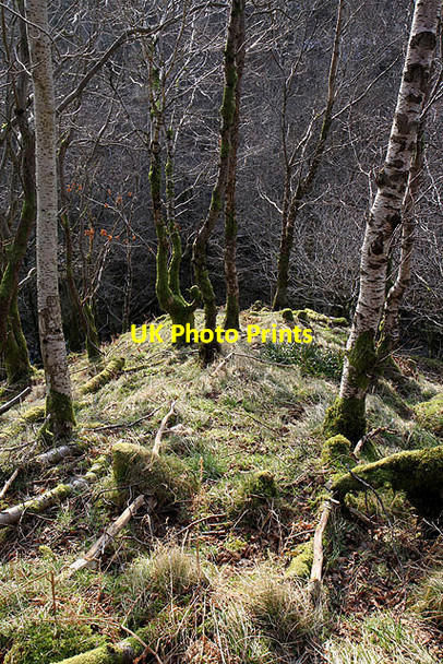 Photo 6"x4" Trees by the Thirlestane Burn Ettrick c2012