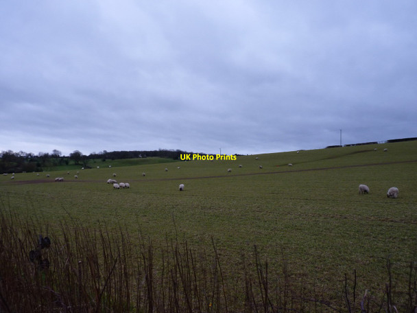 Photo 6"x4" Sheep in pasture fields near Fulford Crossgate\/SJ9437 c2012