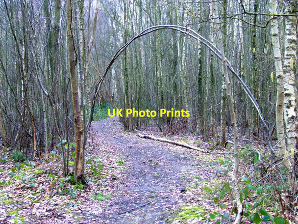 Photo 6"x4" Kidney Wood Luton\/TL0921 c2012 P9