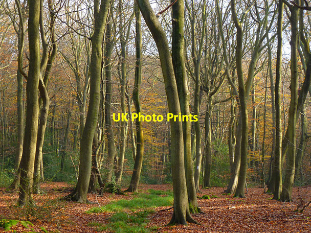 Photo 6"x4" Woodland, Stoke Row Stoke Row c2011