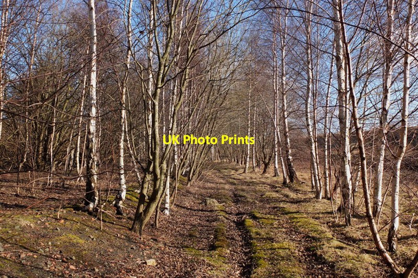 Photo 6"x4" Birch trees,Millerhill Dalkeith\/NT3467 c2012
