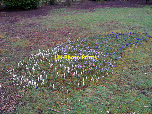 Photo 6"x4" Crocus in West Park Long Eaton c2012