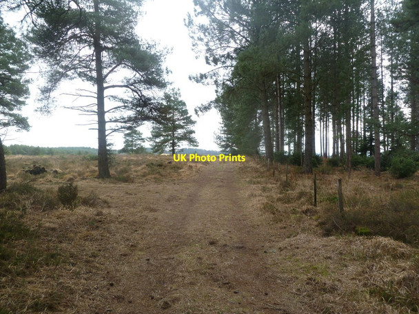 Photo 6"x4" Lower Hyde Heath, forestry track Cold Harbour\/SY9089 c2012