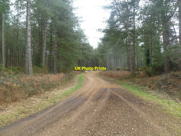Photo 6"x4" Phillios Heath, forestry road Warren\/SY8591 c2012