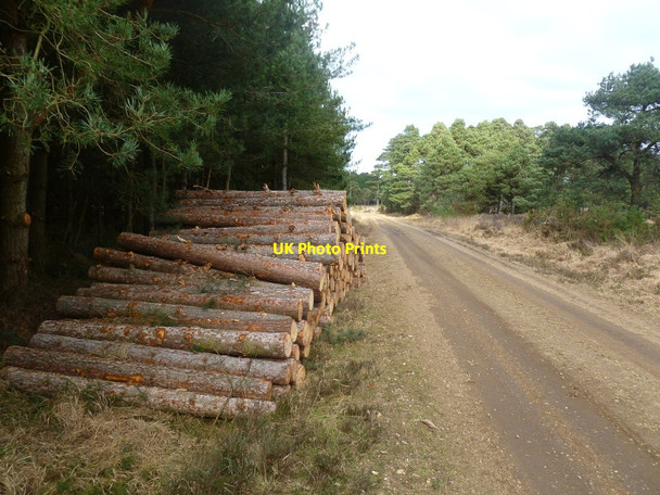 Photo 6"x4" Philliols Heath, timber Warren\/SY8591 c2012