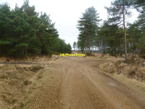 Photo 6"x4" Philliols Heath, forestry road junction Bloxworth c2012