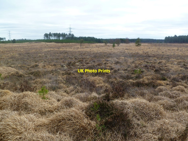 Photo 6"x4" Bloxworth Heath, heathland Bloxworth c2012