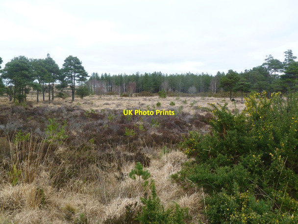 Photo 6"x4" Bloxworth Heath, heathland Bloxworth c2012