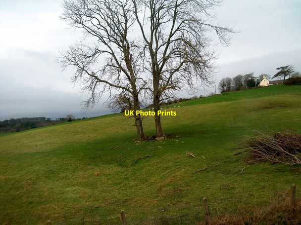 Photo 6"x4" Sheep pasture land south of the New Line Road Loughinisland c2012