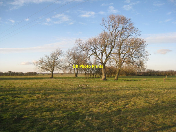 Photo 6"x4" Ash trees and snowdrops Haven Bank c2012