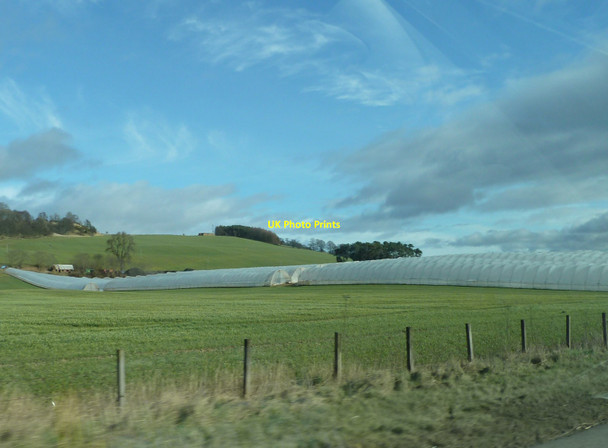 Photo 6"x4" Strawberry polytunnels at Tofthill Inchyra c2012