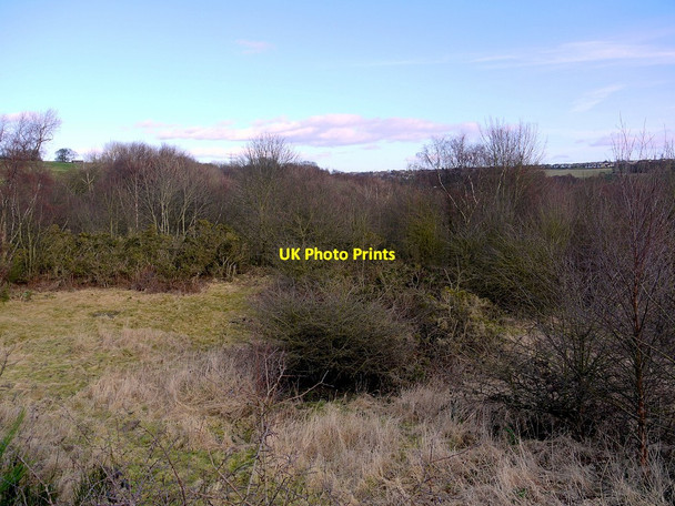 Photo 6"x4" Bog Wood Blaydon c2012
