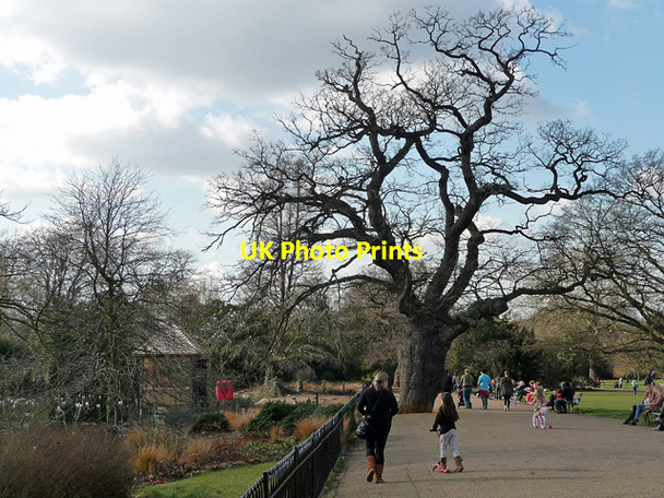 Photo 6"x4" Oak, Dulwich Park (3) Brixton\/TQ3175 c2012