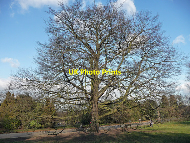 Photo 6"x4" Oak, Dulwich Park (4) Brixton\/TQ3175 c2012