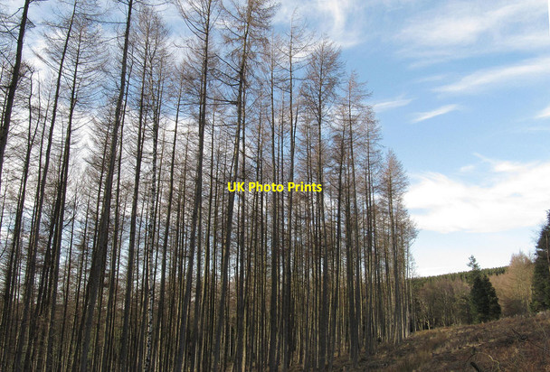 Photo 6"x4" Larch trees at Hazel Head Wood Hawnby c2012