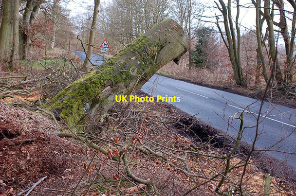 Photo 6"x4" Remains of an uprooted tree, Lowrie's Den, Penicuik Penicuik c2012