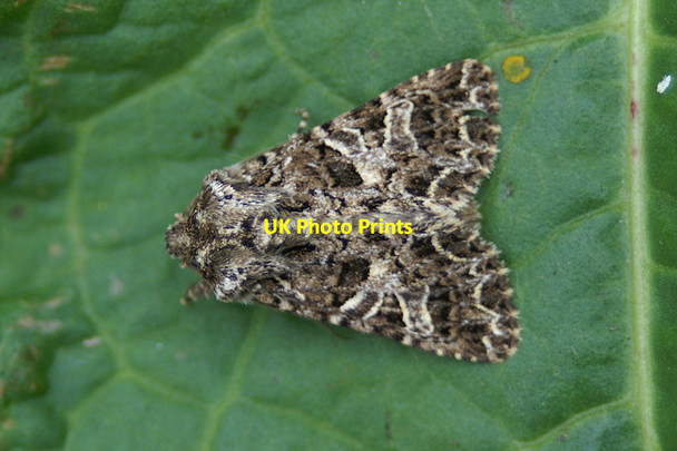 Photo 6"x4" Lychnis (Hadena bicruris), Baltasound Baltasound c2005