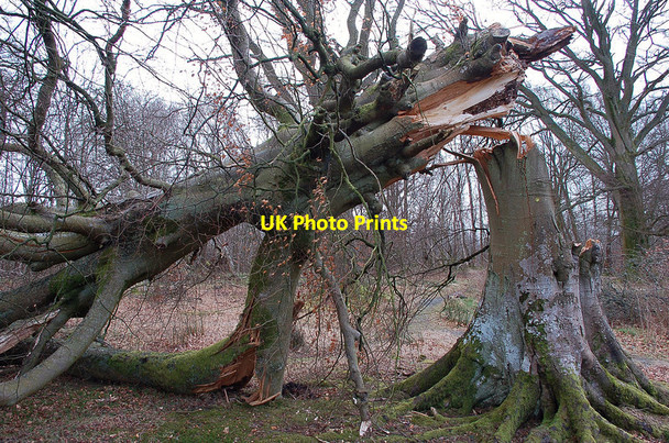 Photo 6"x4" Snapped tree trunk, Lowrie's Den Penicuik c2012