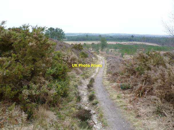 Photo 6"x4" Woolsbarrow, path East Bloxworth c2012