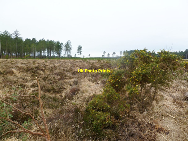 Photo 6"x4" Bloxworth Heath, heathland East Bloxworth c2012