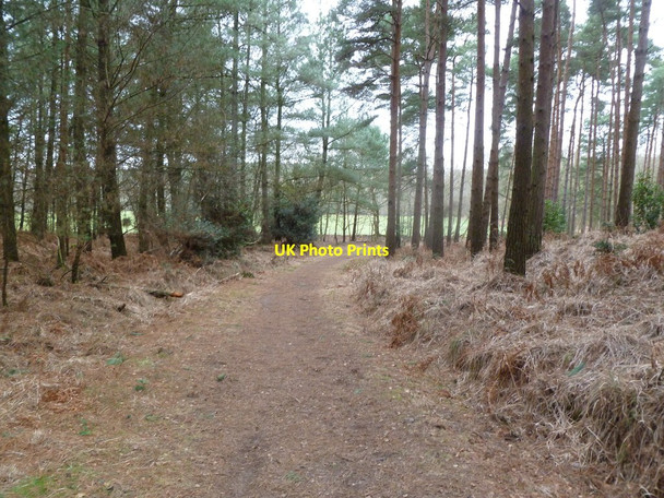 Photo 6"x4" Bloxworth, bridleway East Bloxworth c2012