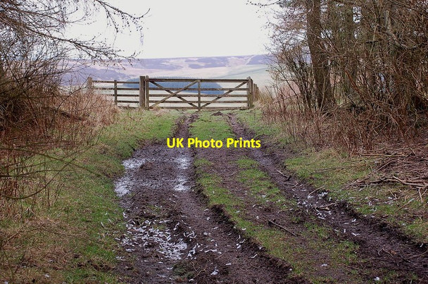 Photo 6"x4" Gate at The Crossings wood, Corsehope Heriot c2012