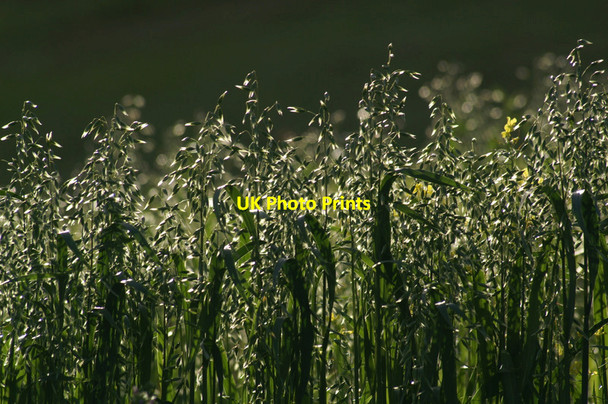 Photo 6"x4" Shetland oats, Northdale Northdale\/HP6413 c2005