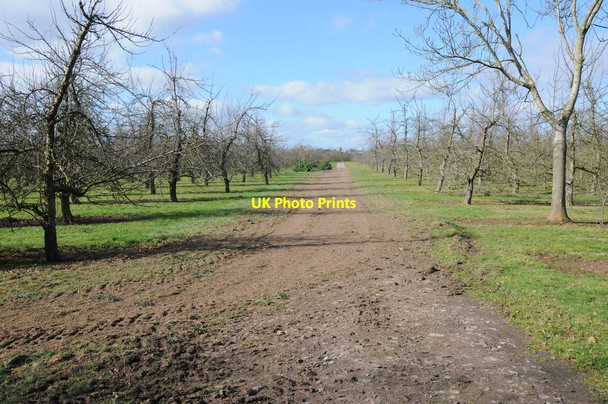 Photo 6"x4" Orchards at Woodhouse Farm Monkwood Green c2012