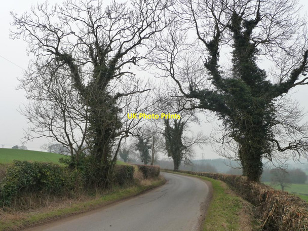 Photo 6"x4" Ivy-covered trees along High Lane Westow c2012