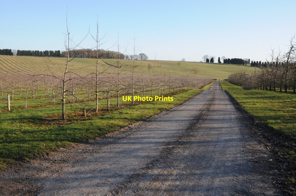 Photo 6"x4" Acres of trees Ockeridge c2012