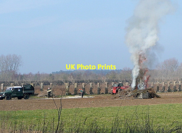 Photo 6"x4" Pollarding at Frilford Frilford c2012