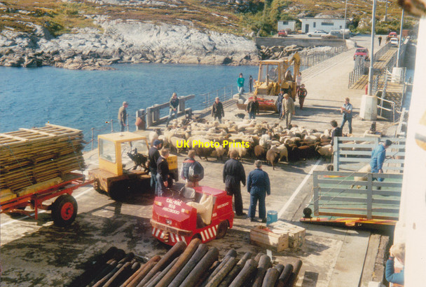 Photo 6"x4" Loading sheep at Coll Arinagour c1986