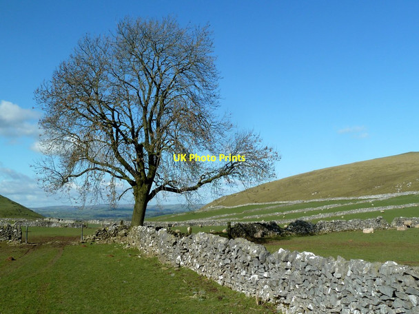 Photo 6"x4" Tree and drystone wall Alstonefield c2012