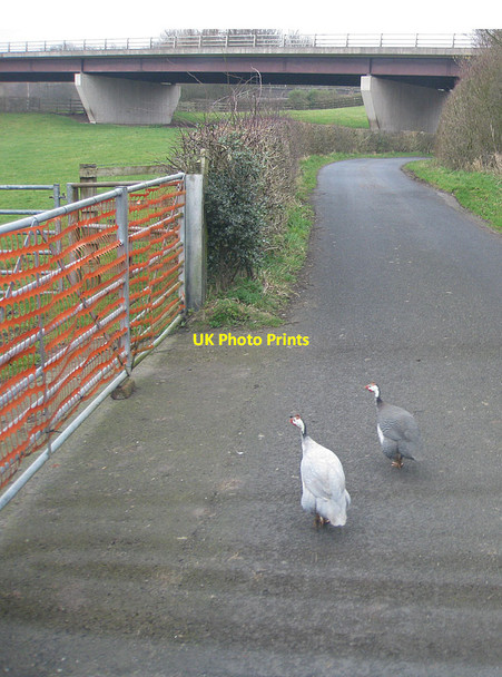 Photo 6"x4" Guinea fowl on Cotton Lane Sandbach c2012