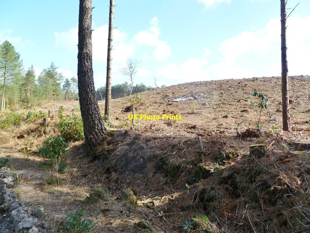 Photo 6"x4" Moreton Plantation, clear fell Moreton\/SY8089 c2012