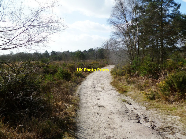Photo 6"x4" Moreton Plantation, forestry road Moreton\/SY8089 c2012