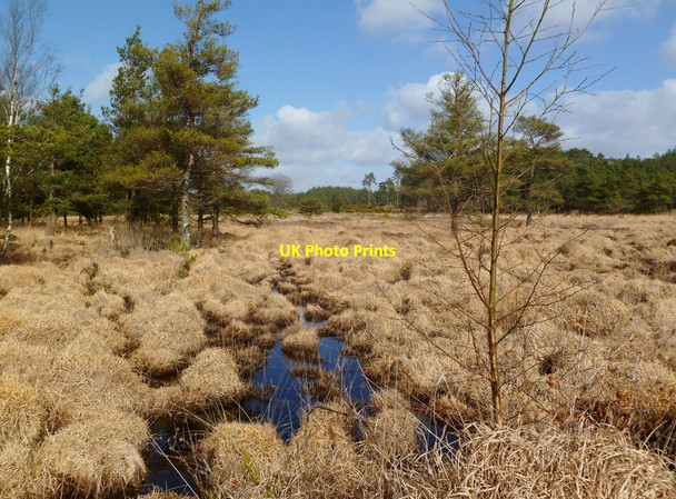 Photo 6"x4" Moreton Plantation, wetland Moreton\/SY8089 c2012