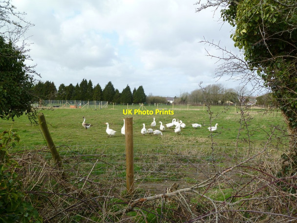 Photo 6"x4" Winfrith Newburgh, geese Portway\/SY8085 c2012