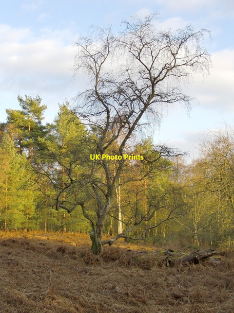 Photo 6"x4" Woodland, Common Piece, Witley (1) Culmer c2012