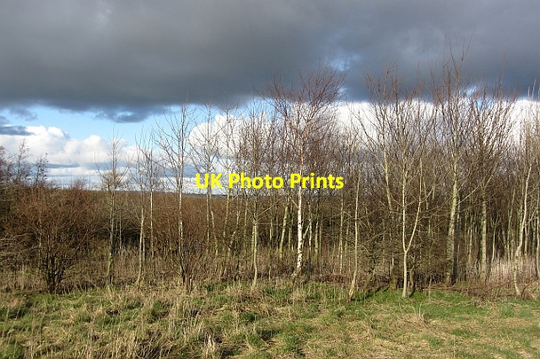 Photo 6"x4" East Draffan Woodland Draffan c2012