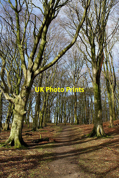 Photo 6"x4" Woodland at Talkin Tarn Country Park Farlam c2012