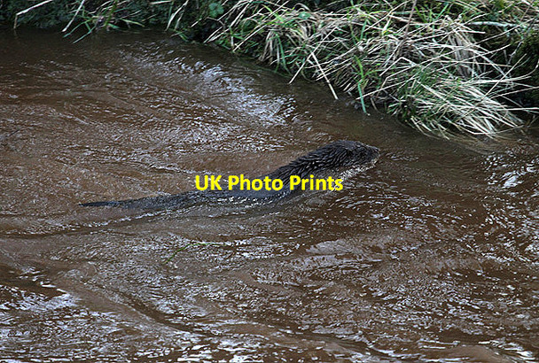 Photo 6"x4" An otter in the River Irthing Brampton\/NY5261 c2012