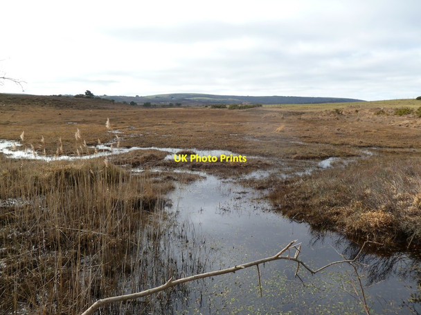 Photo 6"x4" Godlingston Heath, bog Studland c2012
