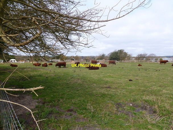 Photo 6"x4" Studland Heath, cattle grazing Studland c2012