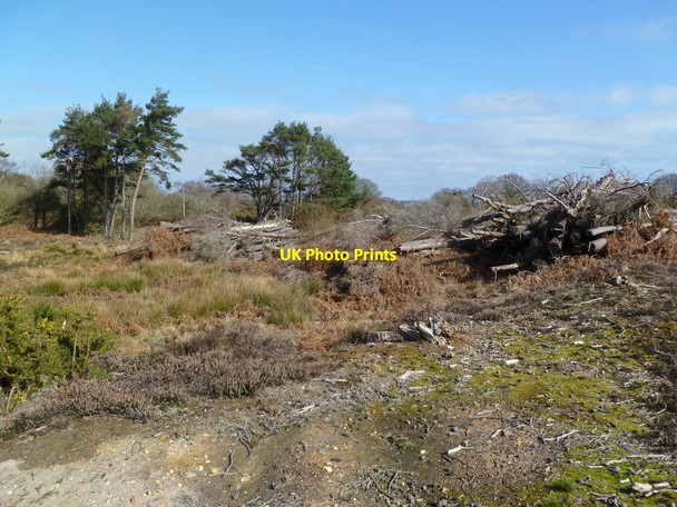Photo 6"x4" Newton Heath, uprooted trees Studland c2012