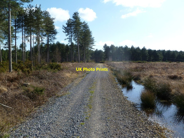 Photo 6"x4" Newton Heath, bridleway Bushey\/SY9883 c2012