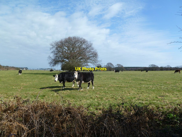 Photo 6"x4" Ower, cattle grazing Bushey\/SY9883 c2012