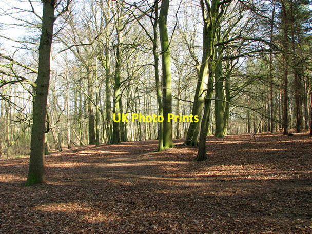 Photo 6"x4" Beeches in Sisland Carr Sisland c2012